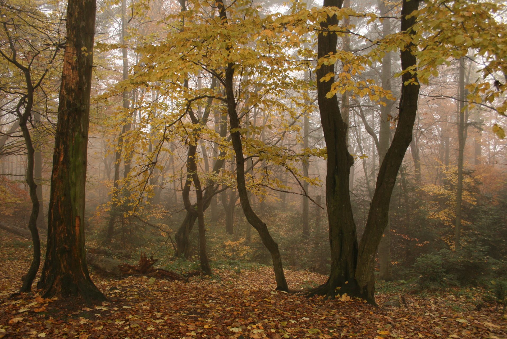 swietokrzyski park narodowy img 0039 fot lukasz zarzycki