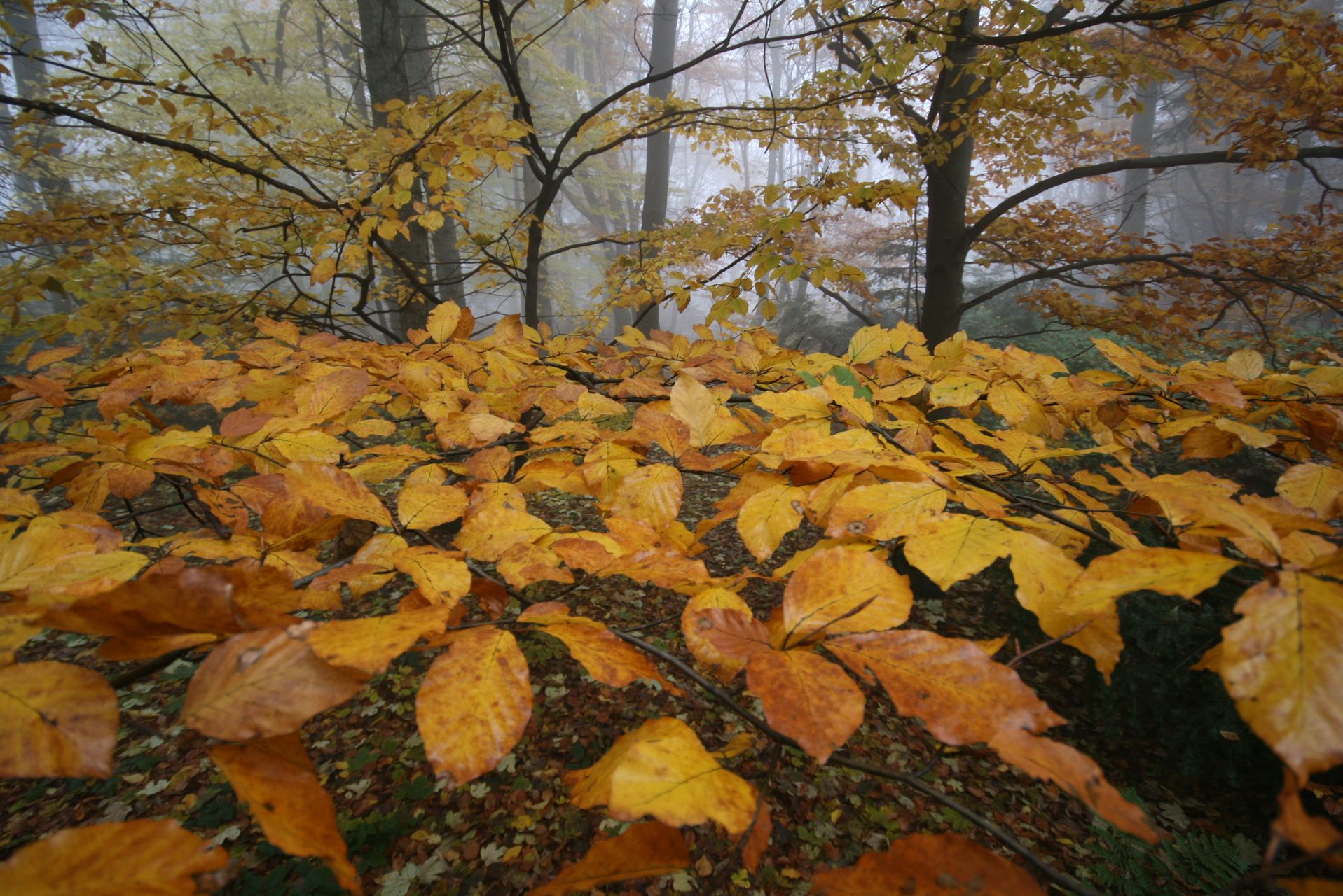 swietokrzyski park narodowy img 0055 fot lukasz zarzycki