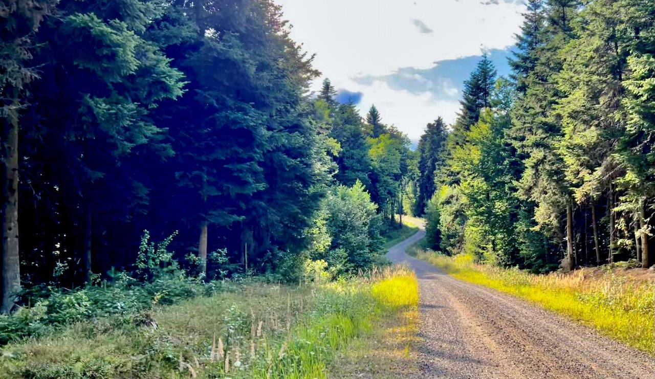 05. Droga w Leśnictwie Planty. Fot. Andrzej Jóźwiak